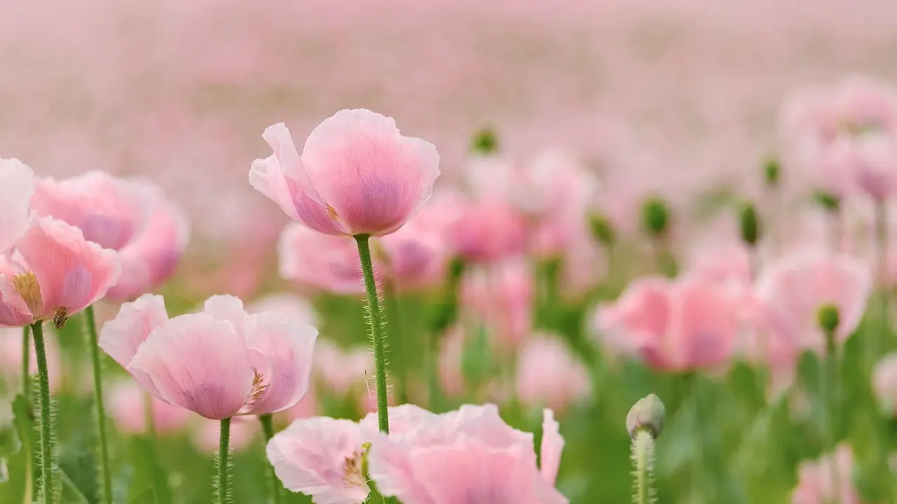 Biocarburants : enjeux de la certification