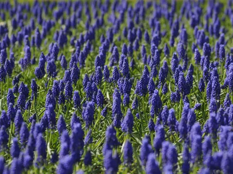 Biocarburants : solution pour réduire émissions