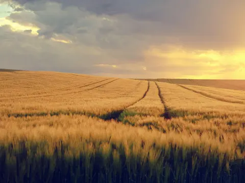 Biocarburants : alternative économique aux carburants traditionnels