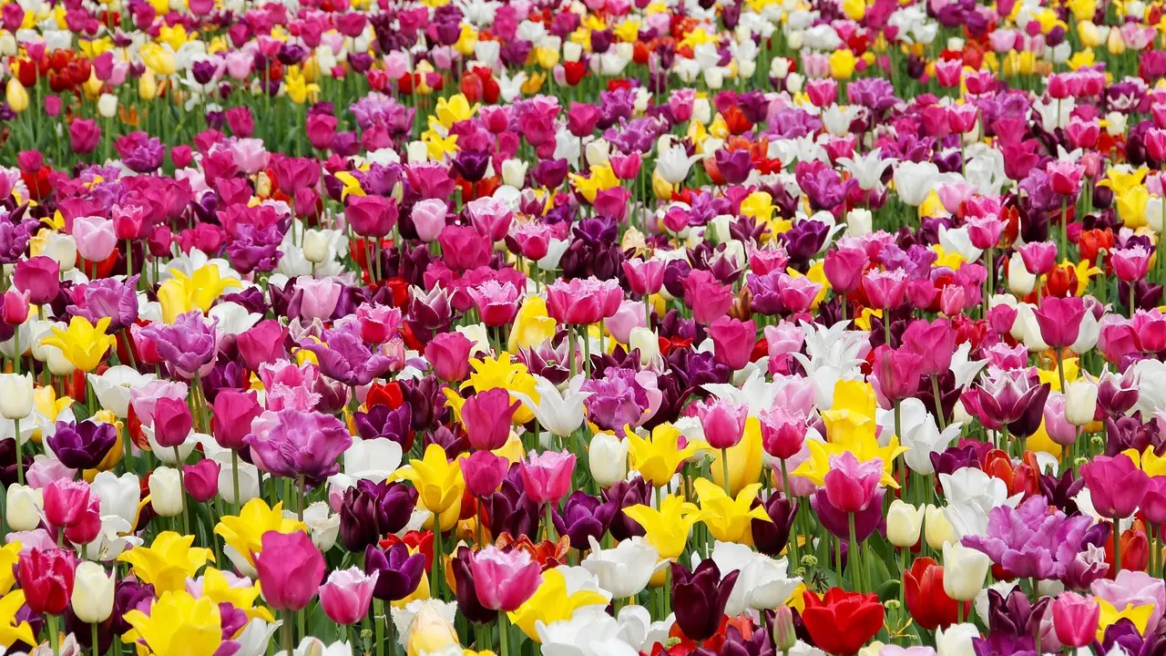 Biocarburants : solution pour transition énergétique ?