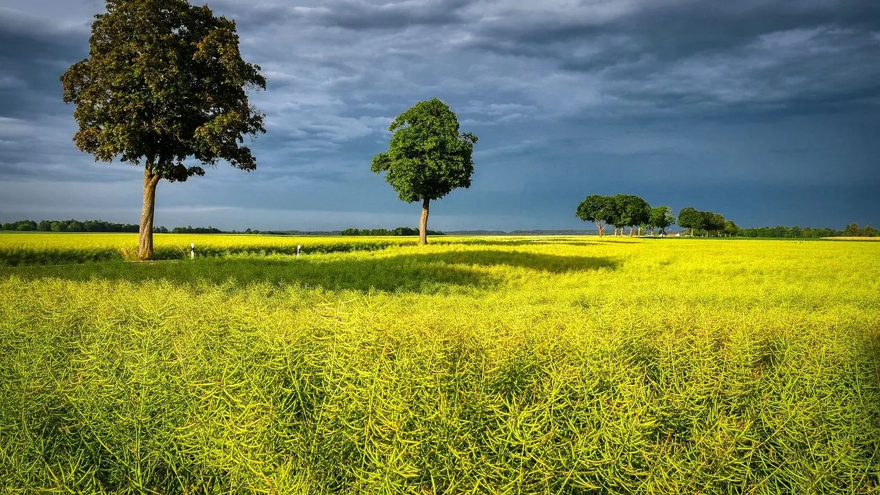 Innovations pour l'avenir des biocarburants