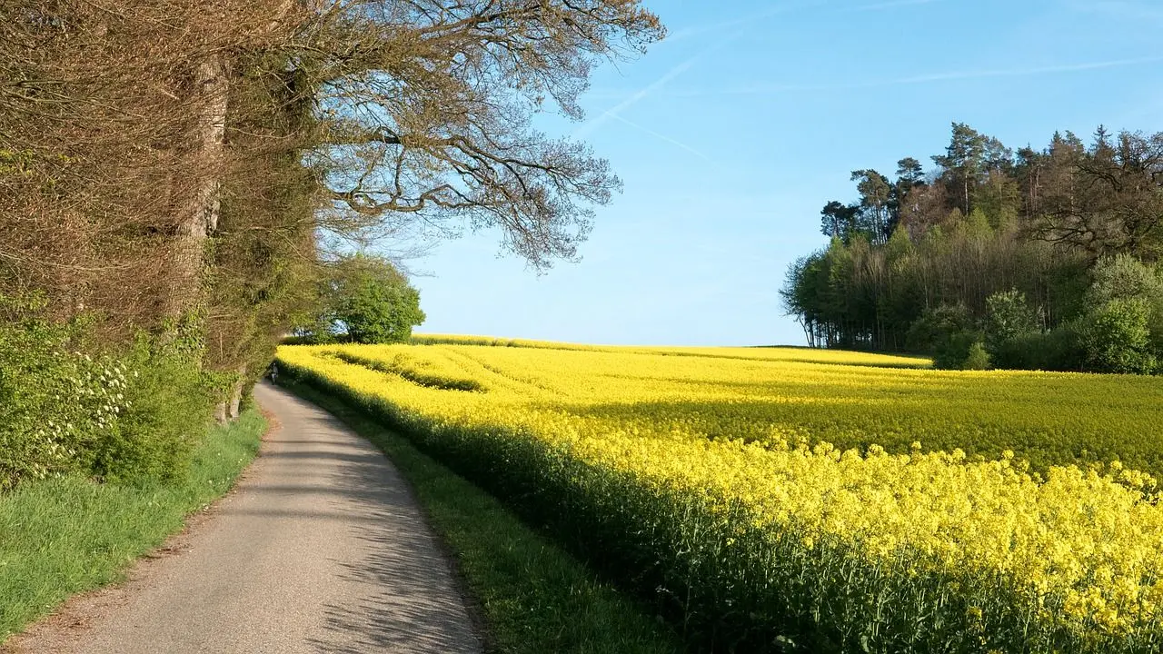 L'huile de Colza est-elle carburant vert de demain ?