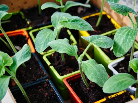 Biocarburants : rentabilité et enjeux économiques